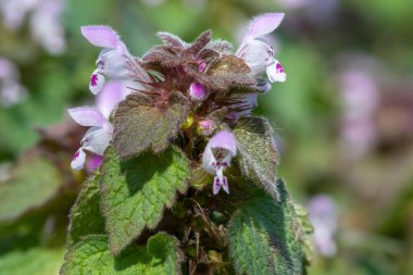 Mor ölü ısırgan otlarının (lamium purpureum) çiçekleri çiçek açarken kapat