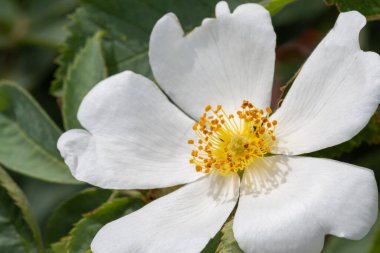 Çiçek açmış bir köpek gülünün (rosa canina) yakınında