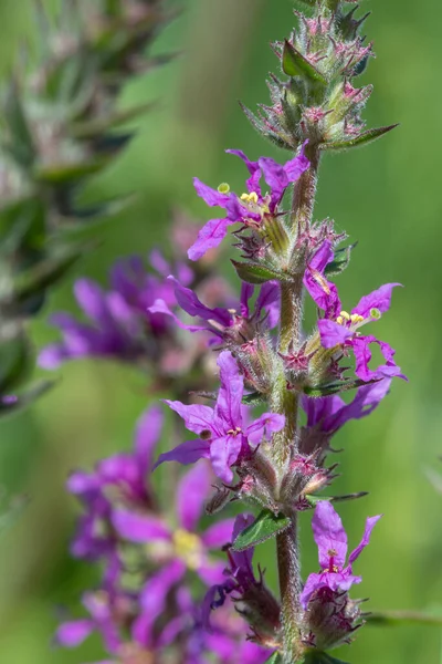 Lila Lazább Lythrum Salicaria Virágok Virágzásának Közelsége — Stock Fotó