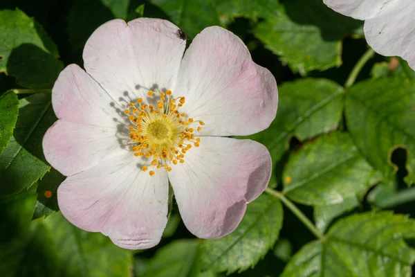 Zbliżenie Róża Psa Rosa Canina Rozkwicie — Zdjęcie stockowe