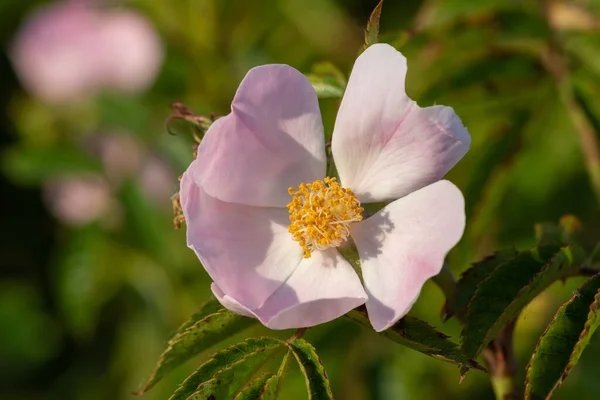 Крупним Планом Собача Троянда Роза Каніна Цвітіння — стокове фото