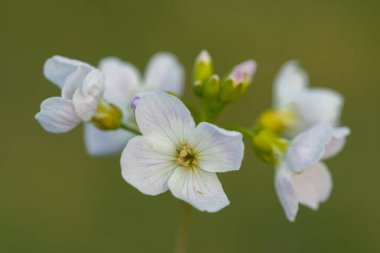 Çiçek açmış bir guguk kuşunun (cardamine pratensis) kapanışı