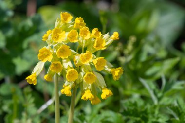 Çiçek açarken yaygın inek kaymalarına (primula veris) yakınlaş