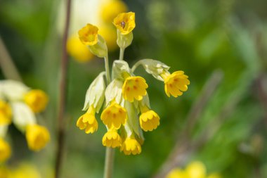 Çiçek açarken yaygın inek kaymalarına (primula veris) yakınlaş
