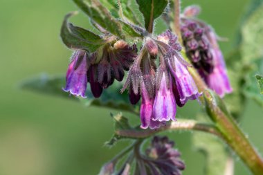 Çiçek açan Comfrey (simphytum officinale) makro çekimi