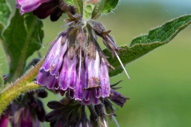 Çiçek açan Comfrey (simphytum officinale) makro çekimi