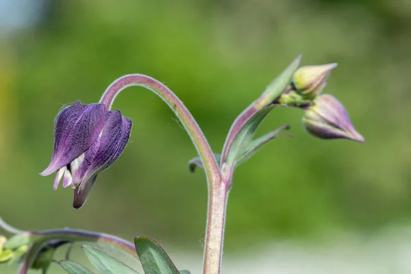 Primo Piano Bocciolo Fiore Impianto Columbine Aquilega — Foto Stock