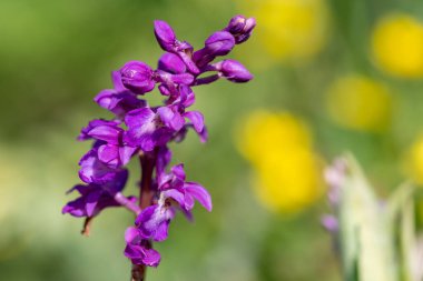 Çiçek açmış erken bir mor orkidenin (orchis mascula) kapağını kapat