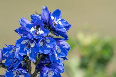 Çiçek açmış mavi bir delphinium çiçeğine yaklaş