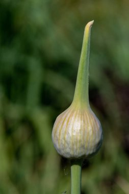 Bir italyan bitkisinin tomurcuğunu kapat.