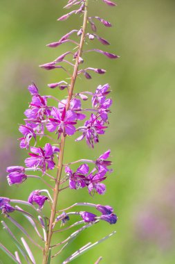 Willowhere (chamaenerion angusifolium) çiçek açarken kapat