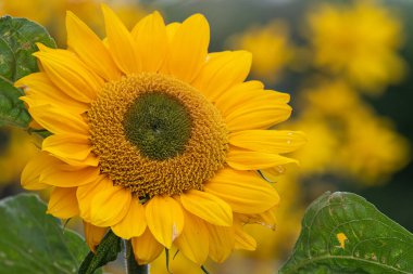 Sarı arkaplanı olan bir ayçiçeğinin başını kapat..