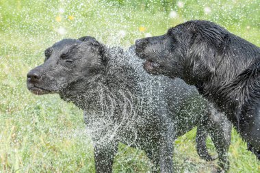 Siyah bir Labrador 'un suyu silkeleyişini yakından izle.