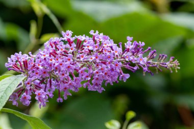 Pembe Buddleia çiçeklerinin açtığı yeri kapatın.