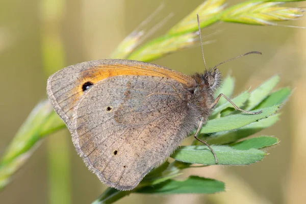 Zbliżenie Łąkowy Bury Maniola Jurtina Motyl Roślina — Zdjęcie stockowe