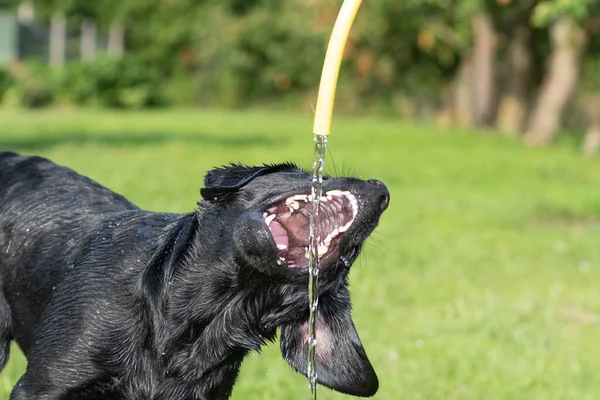Portré Egy Fiatal Fekete Labrador Retriever Ivott Kerti Tömlő — Stock Fotó