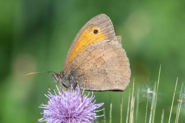 在雌蕊花上的草甸褐色蝴蝶的近景 — 图库照片