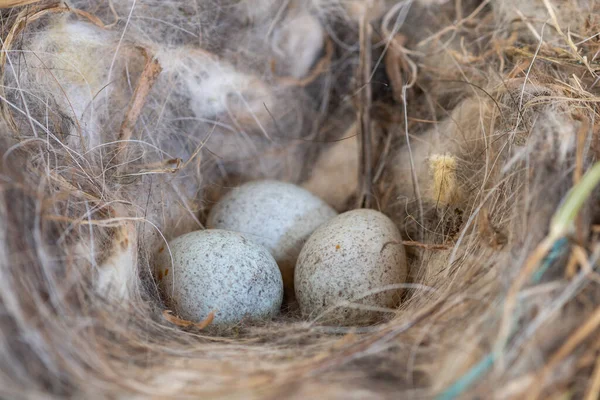 Yuvadaki ardıç kuşlarının yumurtalarını yakın