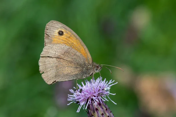 在雌蕊花上的草甸褐色蝴蝶的近景 — 图库照片