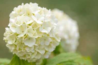 Çiçekleri bir viburnum opulus çalılığında kapat