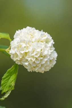 Çiçekleri bir viburnum opulus çalılığında kapat