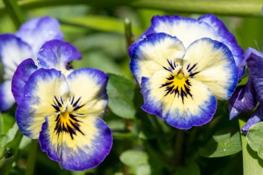 Çiçek açmış mor ve beyaz hanım evlatlarına yaklaş