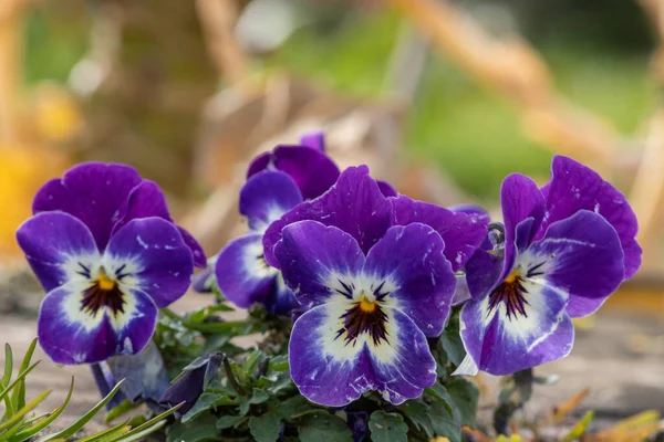 Close Purple Pansies Bloom — Stock Photo, Image