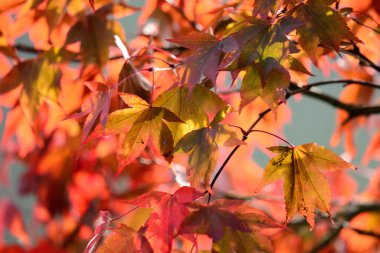 Japon akçaağacındaki kırmızı yaprakları kapat (acer japonicum).