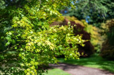 Japon akçaağacındaki yeşil yaprakları kapat (acer japonicum)