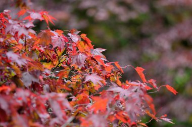 Japon akçaağacındaki kırmızı yaprakları kapat (acer japonicum).