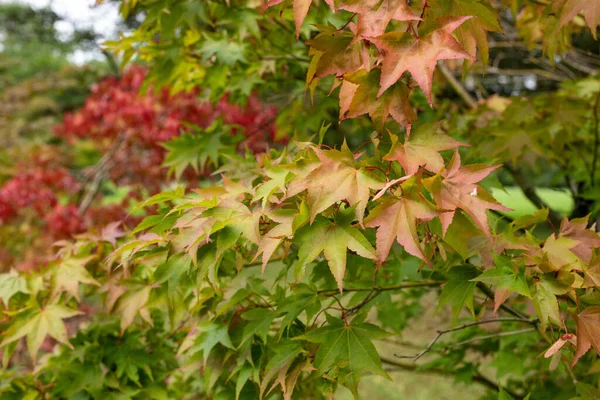 Gros Plan Feuilles Multicolores Sur Érable Japonais Acer Japonicum — Photo