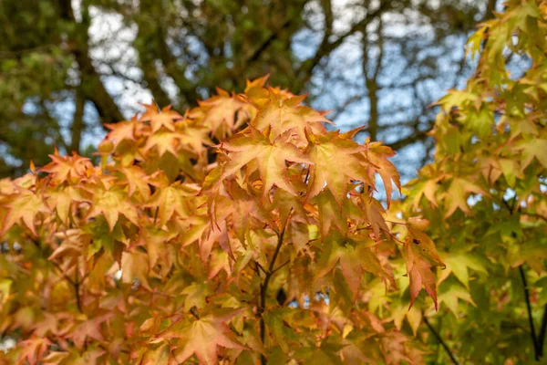 Close Orange Leaves Japanese Maple Acer Japonicum Tree — Stock Photo, Image