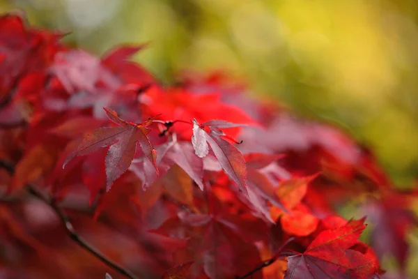 Nahaufnahme Roter Blätter Einem Japanischen Ahornbaum Acer Japonicum Mit Gelbem — Stockfoto