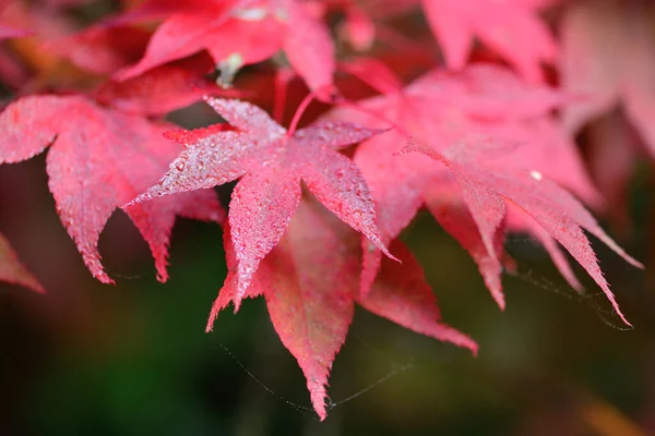 Κοντινό Πλάνο Κόκκινων Φύλλων Ιαπωνικό Δέντρο Σφενδάμου Acer Japonicum — Φωτογραφία Αρχείου