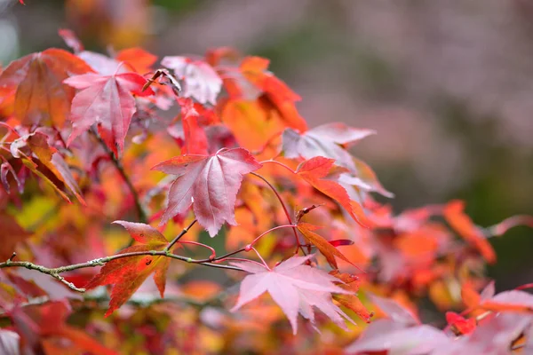 Close Folhas Vermelhas Bordo Japonês Acer Japonicum Árvore — Fotografia de Stock