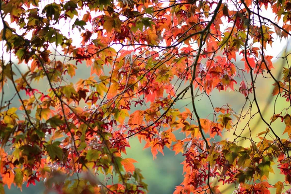Крупный План Красных Листьев Японском Кленовом Дереве Acer Japonicum — стоковое фото