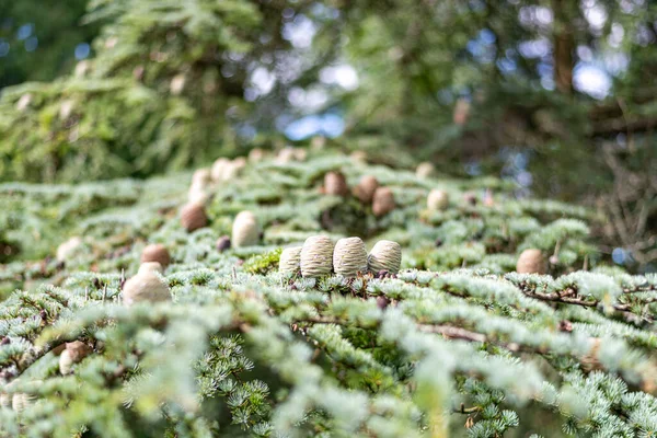 Розміщення Шишок Атласі Cedar Cedrus Atlantica — стокове фото