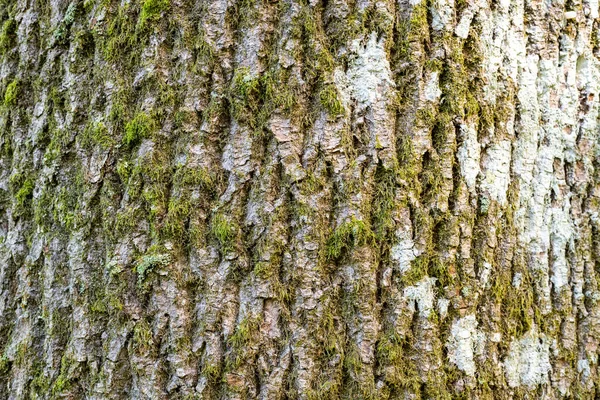 Primer Plano Corteza Árbol Común Fresno Fraxinus Excelsior —  Fotos de Stock