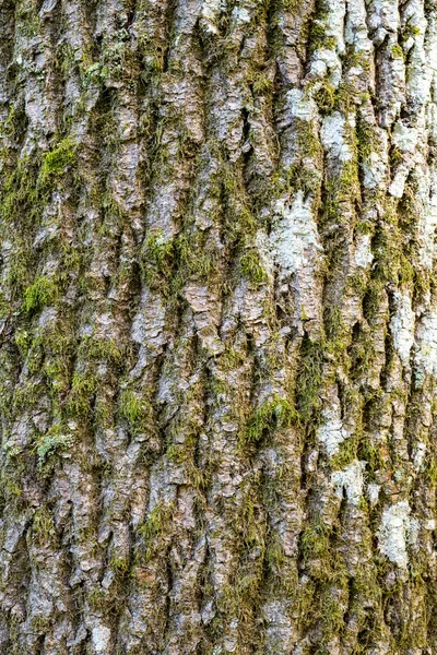Close Bark Common Ash Fraxinus Excelsior Tree — Stock Photo, Image