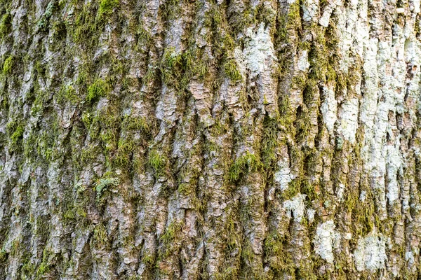 Κοντινό Πλάνο Φλοιού Κοινό Δέντρο Τέφρας Fraxinus Excelsior — Φωτογραφία Αρχείου