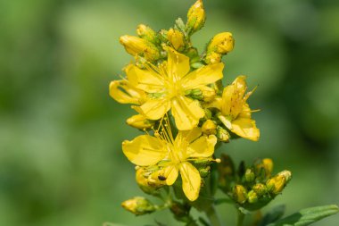 Çiçek açmış bir Saint Johns otunun (hypericum perforatum) kapağını kapat