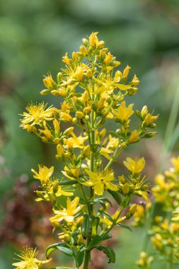 Çiçek açmış bir Saint Johns otunun (hypericum perforatum) kapağını kapat
