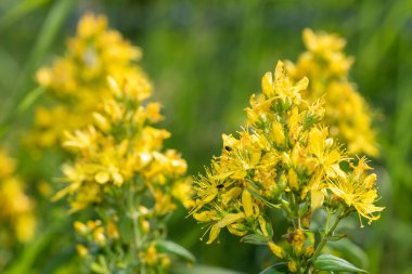 Çiçek açmış bir Saint Johns otunun (hypericum perforatum) kapağını kapat
