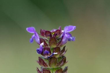 Yaygın bir kendini iyileştirme iğnesi (prunella vulgaris)