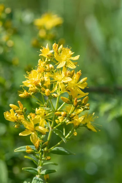 Nahaufnahme Einer Blühenden Johanniskraut Pflanze Hypericum Perforatum — Stockfoto