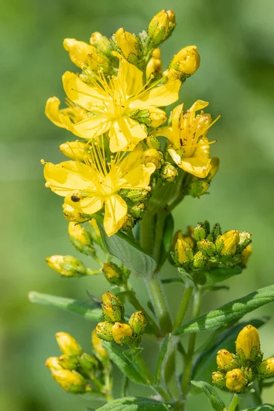 Detail Kvetoucí Rostliny Třezalky Tečkované Hypericum Perforatum — Stock fotografie