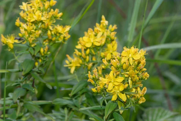 Çiçek açmış bir Saint Johns otunun (hypericum perforatum) kapağını kapat