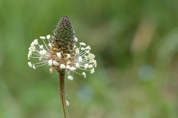 Bir kaburga otunun makro çekimi (bitkisel lanceolata) bitkisi