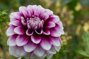 Çiçek açmış pembe ve beyaz bir yıldız çiçeğine yakın.