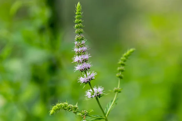 Zblízka Květin Běžné Mátové Mentha Spicata Rostlině — Stock fotografie